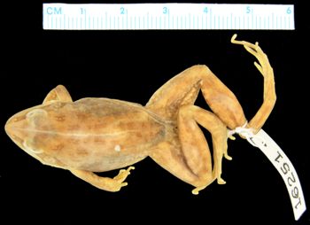 Media type: image; Herpetology A-16251